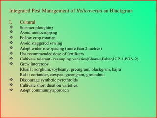 Integrated Pest Management of Helicoverpa on Blackgram
I. Cultural
 Summer ploughing
 Avoid monocropping
 Follow crop rotation
 Avoid staggered sowing
 Adopt wider row spacing (more than 2 metres)
 Use recommended dose of fertilizers
 Cultivate tolerant / recouping varieties(Sharad,Bahar,ICP-4,PDA-2).
 Grow intercrops
Kharif : sorghum, soybeany, greengram, blackgram, bajra
Rabi : coriander, cowpea, greengram, groundnut.
 Discourage synthetic pyrethroids.
 Cultivate short duration varieties.
 Adopt community approach
 