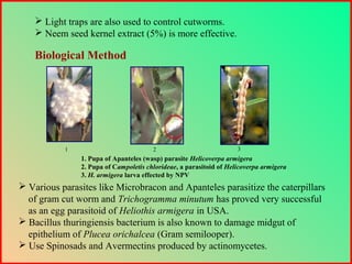  Various parasites like Microbracon and Apanteles parasitize the caterpillars
of gram cut worm and Trichogramma minutum has proved very successful
as an egg parasitoid of Heliothis armigera in USA.
 Bacillus thuringiensis bacterium is also known to damage midgut of
epithelium of Plucea orichalcea (Gram semilooper).
 Use Spinosads and Avermectins produced by actinomycetes.
 Light traps are also used to control cutworms.
 Neem seed kernel extract (5%) is more effective.
Biological Method
1 2 3
1. Pupa of Apanteles (wasp) parasite Helicoverpa armigera
2. Pupa of Campoletis chlorideae, a parasitoid of Helicoverpa armigera
3. H. armigera larva effected by NPV
 