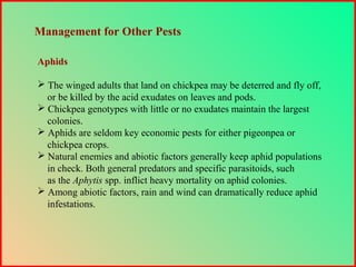Aphids
 The winged adults that land on chickpea may be deterred and fly off,
or be killed by the acid exudates on leaves and pods.
 Chickpea genotypes with little or no exudates maintain the largest
colonies.
 Aphids are seldom key economic pests for either pigeonpea or
chickpea crops.
 Natural enemies and abiotic factors generally keep aphid populations
in check. Both general predators and specific parasitoids, such
as the Aphytis spp. inflict heavy mortality on aphid colonies.
 Among abiotic factors, rain and wind can dramatically reduce aphid
infestations.
Management for Other Pests
 