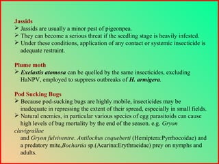 Jassids
 Jassids are usually a minor pest of pigeonpea.
 They can become a serious threat if the seedling stage is heavily infested.
 Under these conditions, application of any contact or systemic insecticide is
adequate restraint.
Plume moth
 Exelastis atomosa can be quelled by the same insecticides, excluding
HaNPV, employed to suppress outbreaks of H. armigera.
Pod Sucking Bugs
 Because pod-sucking bugs are highly mobile, insecticides may be
inadequate in repressing the extent of their spread, especially in small fields.
 Natural enemies, in particular various species of egg parasitoids can cause
high levels of bug mortality by the end of the season. e.g. Gryon
clavigrallae
and Gryon fulviventre. Antilochus coqueberti (Hemiptera:Pyrrhocoidae) and
a predatory mite,Bochartia sp.(Acarina:Erythraeidae) prey on nymphs and
adults.
 