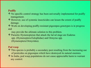 Podfly
 No specific control strategy has been universally implemented for podfly
management.
 However, use of systemic insecticides can lessen the extent of podfly
damage.
 Work on developing podfly-resistant pigeonpea genotypes is in progress
and
may provide the ultimate solution to this problem.
 Parasitic Hymenopteran that attack the larval stage are Euderus
spp. (Hymenoptera:Eulophidae) and Ormyrus spp.
(Hymenoptera:Ormyridea).
Pod wasp
 This species is probably a secondary pest resulting from the increasing use
of pesticides on pigeonpea which have destroyed its natural enemies.
 In India, pod wasp populations do not cause appreciable harm to warrant
any control.
 