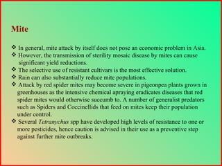 Mite
 In general, mite attack by itself does not pose an economic problem in Asia.
 However, the transmission of sterility mosaic disease by mites can cause
significant yield reductions.
 The selective use of resistant cultivars is the most effective solution.
 Rain can also substantially reduce mite populations.
 Attack by red spider mites may become severe in pigeonpea plants grown in
greenhouses as the intensive chemical apraying eradicates diseases that red
spider mites would otherwise succumb to. A number of generalist predators
such as Spiders and Coccinellids that feed on mites keep their population
under control.
 Several Tetranychus spp have developed high levels of resistance to one or
more pesticides, hence caution is advised in their use as a preventive step
against further mite outbreaks.
 