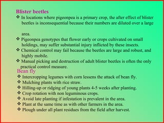 Blister beetles
 In locations where pigeonpea is a primary crop, the after effect of blister
beetles is inconsequential because their numbers are diluted over a large
area.
 Pigeonpea genotypes that flower early or crops cultivated on small
holdings, may suffer substantial injury inflicted by these insects.
 Chemical control may fail because the beetles are large and robust, and
highly mobile.
 Manual picking and destruction of adult blister beetles is often the only
practical control measure.
Bean fly
 Intercropping legumes with corn lessens the attack of bean fly.
 Mulching plants with rice straw.
 Hilling-up or ridging of young plants 4-5 weeks after planting.
 Crop rotation with non leguminous crops.
 Avoid late planting if infestation is prevalent in the area.
 Plant at the same time as with other farmers in the area.
 Plough under all plant residues from the field after harvest.
 
