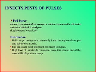 Pod borer
Helicoverpa (Heliothis) armigera, Helicoverpa assulta, Heliothis
viriplaca, Heliothis peltigera
(Lepidoptera: Noctuidae)
Distribution
 Helicoverpa armigera is commonly found throughout the tropics
and subtropics in Asia.
 It is the single most important constraint to pulses.
 High level of insecticide resistance, make this species one of the
most difficult pest to manage.
INSECTS PESTS OF PULSES
 