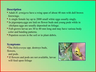 Description
 Adult H. armigera have a wing span of about 40 mm with dull brown
forewings.
 A single female lay up to 2000 small white eggs usually singly.
 In pigeonpea,eggs are laid on flower buds and young pods while in
chickpea eggs are usually deposited on foliage.
 Full-grown larvae are 30 to 40 mm long and may have various body
color and banding patterns.
 Pupation occurs in the soil or in plant debris.
Symptoms
The Helicoverpa spp. destroys buds,
flowers,
and pods.
 If flowers and pods are not available, larvae
will feed upon foliage
 