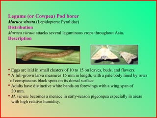 Legume (or Cowpea) Pod borer
Maruca vitrata (Lepidoptera: Pyralidae)
Distribution
Maruca vitrata attacks several leguminous crops throughout Asia.
Description
 Eggs are laid in small clusters of 10 to 15 on leaves, buds, and flowers.
 A full-grown larva measures 15 mm in length, with a pale body lined by rows
of conspicuous black spots on its dorsal surface.
 Adults have distinctive white bands on forewings with a wing span of
20 mm.
 M. vitrata becomes a menace in early-season pigeonpea especially in areas
with high relative humidity.
 
