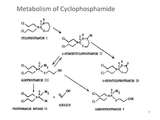 Metabolism of Cyclophosphamide
10
 