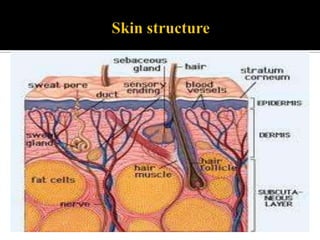  It receives about 1/3 of the blood circulation through the 	body.