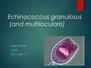 Echinococcus granulosus
(and multilocularis)
SUBMITTED BY
SAKIR
GR 21 SEM 7TH
 