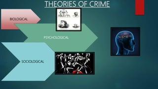 THEORIES OF CRIME
BIOLOGICAL
PSYCHOLOGICAL
SOCIOLOGICAL
 