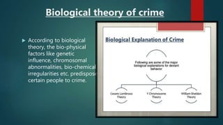Biological theory of crime
 According to biological
theory, the bio-physical
factors like genetic
influence, chromosomal
abnormalities, bio-chemical
irregularities etc. predispose
certain people to crime.
 