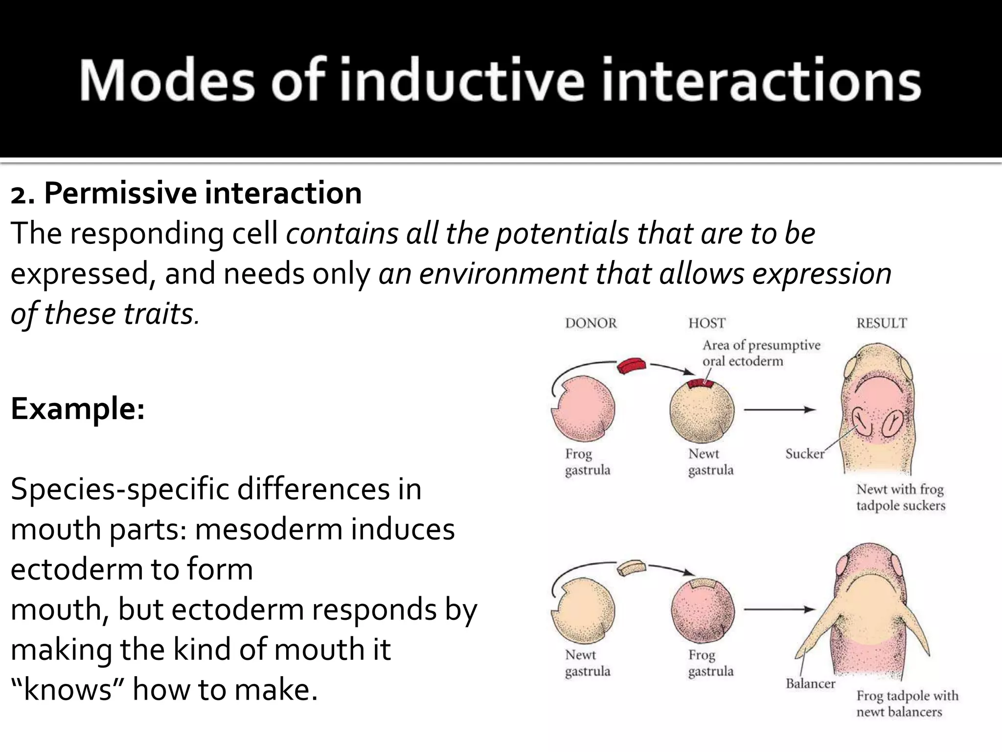 Example:
Species-specific differences in
mouth parts: mesoderm induces
ectoderm to form
mouth, but ectoderm responds by
making the kind of mouth it
“knows” how to make.
2. Permissive interaction
The responding cell contains all the potentials that are to be
expressed, and needs only an environment that allows expression
of these traits.
 