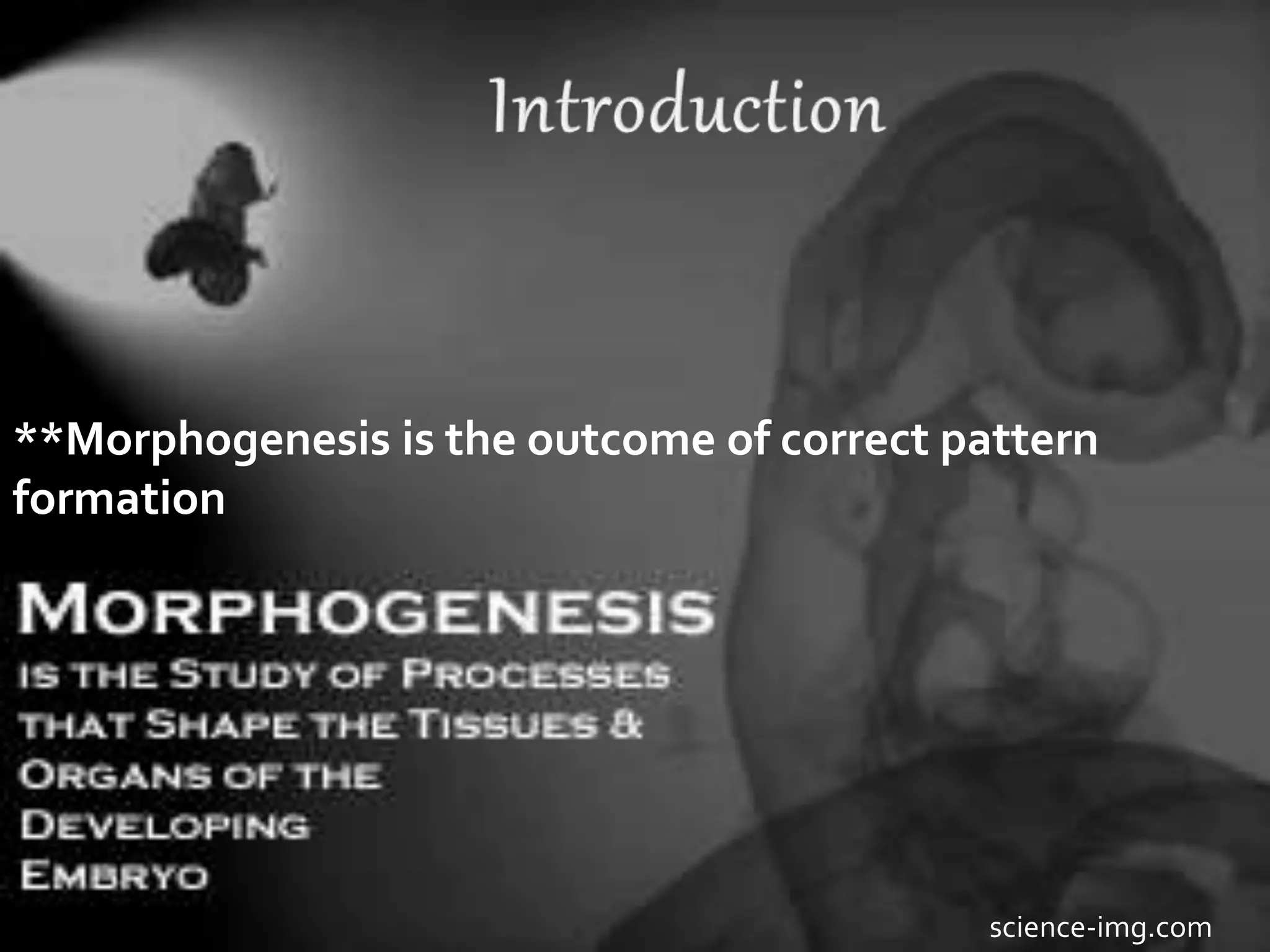 science-img.com
**Morphogenesis is the outcome of correct pattern
formation
 