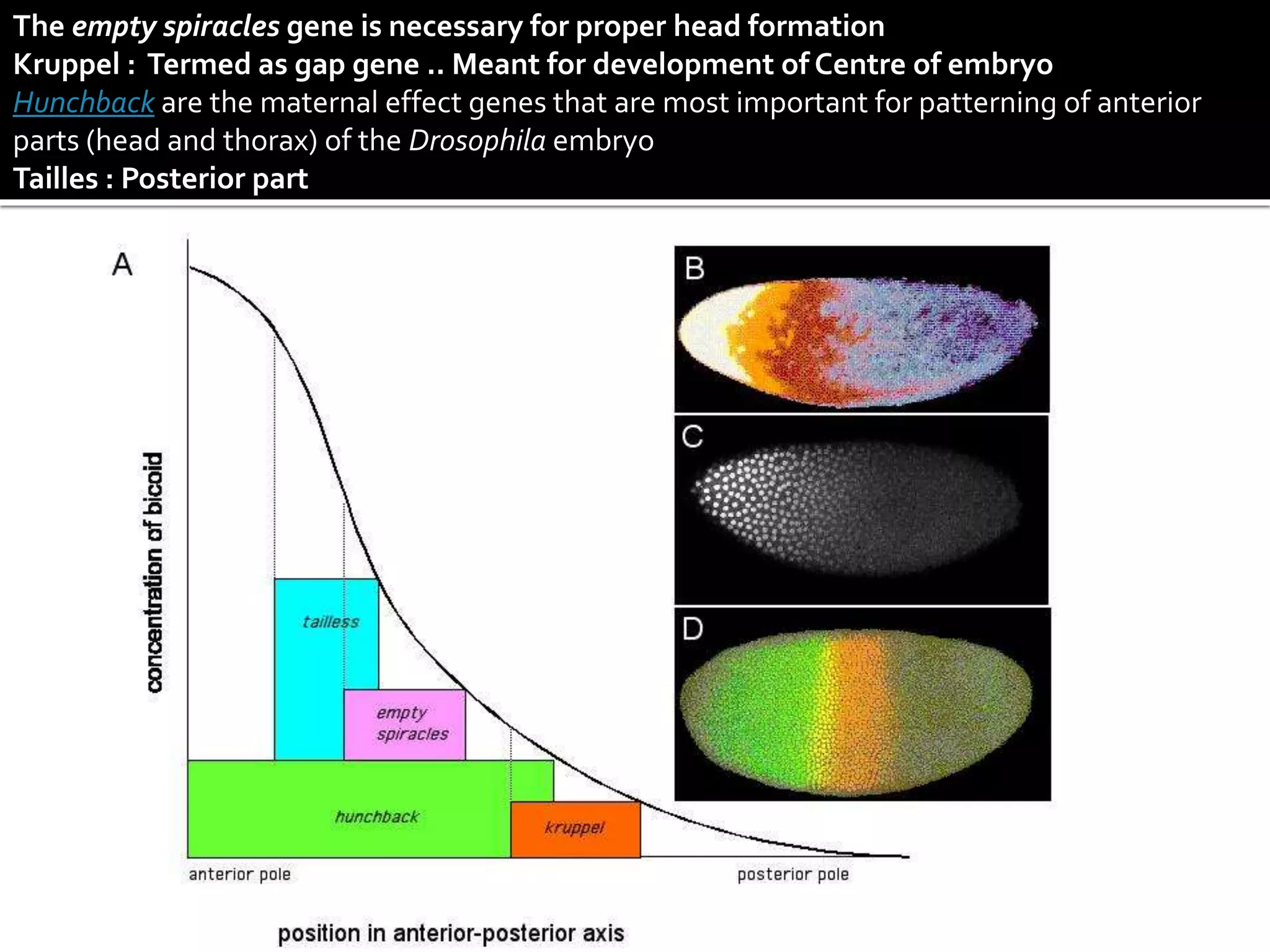 The empty spiracles gene is necessary for proper head formation
Kruppel : Termed as gap gene .. Meant for development of Centre of embryo
Hunchback are the maternal effect genes that are most important for patterning of anterior
parts (head and thorax) of the Drosophila embryo
Tailles : Posterior part
 