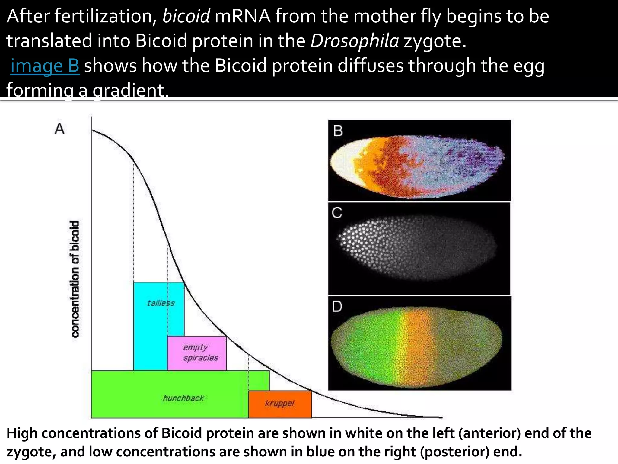 After fertilization, bicoid mRNA from the mother fly begins to be
translated into Bicoid protein in the Drosophila zygote.
image B shows how the Bicoid protein diffuses through the egg
forming a gradient.
High concentrations of Bicoid protein are shown in white on the left (anterior) end of the
zygote, and low concentrations are shown in blue on the right (posterior) end.
 