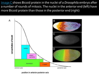 Image C shows Bicoid protein in the nuclei of a Drosophila embryo after
a number of rounds of mitosis.The nuclei in the anterior end (left) have
more Bicoid protein than those in the posterior end (right)
 