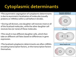 studentreader.com
•The asymmetric segregation of cytoplasmic determinants
is due to asymmetric localization of molecules (usually
proteins or mRNAs) within a cell before it divides.
• During cell division, one daughter cell receives most or all
of the localized molecules, while the other daughter cell
receives less (or none) of these molecules.
•This result in two different daughter cells, which then
take on different cell fates based on differences in gene
expression.
•The localized cytoplasmic determinants are often mRNAs
encoding transcription factors, or the transcription factors
themselves.
 