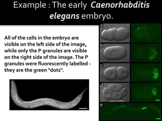 All of the cells in the embryo are
visible on the left side of the image,
while only the P granules are visible
on the right side of the image.The P
granules were fluorescently labelled -
they are the green "dots".
 