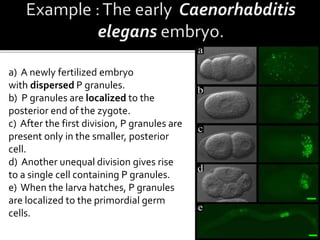 a) A newly fertilized embryo
with dispersed P granules.
b) P granules are localized to the
posterior end of the zygote.
c) After the first division, P granules are
present only in the smaller, posterior
cell.
d) Another unequal division gives rise
to a single cell containing P granules.
e) When the larva hatches, P granules
are localized to the primordial germ
cells.
 