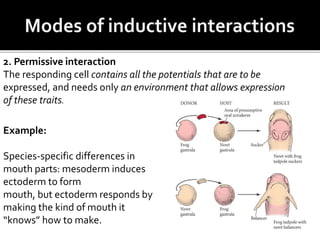 Example:
Species-specific differences in
mouth parts: mesoderm induces
ectoderm to form
mouth, but ectoderm responds by
making the kind of mouth it
“knows” how to make.
2. Permissive interaction
The responding cell contains all the potentials that are to be
expressed, and needs only an environment that allows expression
of these traits.
 