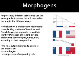 •Importantly, different tissues may use the
same gradient system, but will respond to
the gradient in different ways.
•This situation is analogous to reciprocally
transplanting portions of American and
French flags—the segments retain their
identity (American or French), but are
positionally specified (red, white, blue)
according to their new position.
•The final output (color and pattern) is
the product of:
•1) morphogen
•2) competence of responding cells
 