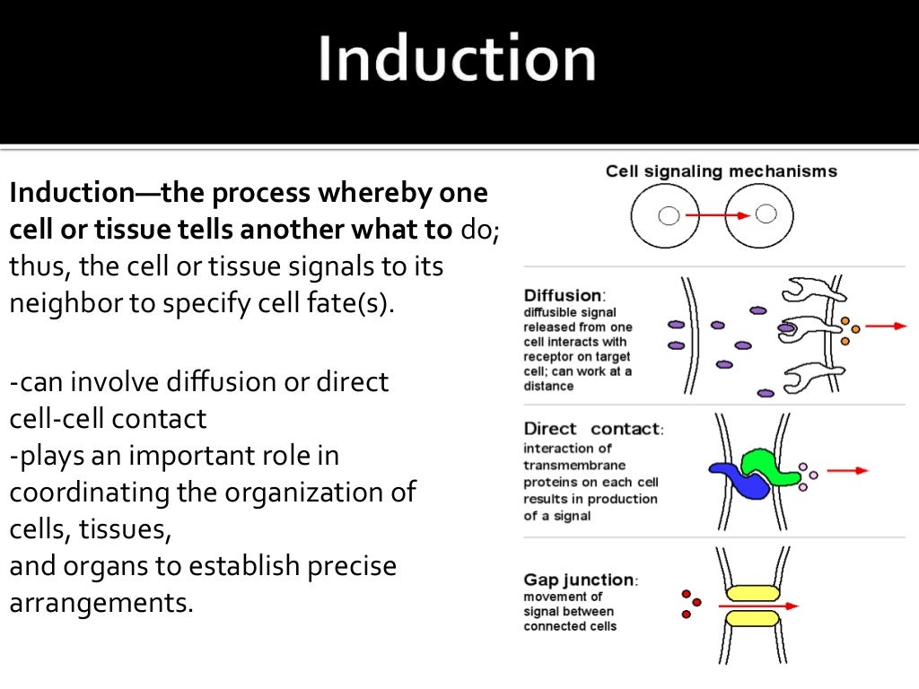 Morphogens, induction and cytoplasmic determinants