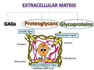 Proteoglycans and glycoproteins | PPTX