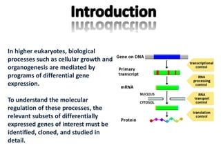 In higher eukaryotes, biological
processes such as cellular growth and
organogenesis are mediated by
programs of differential gene
expression.
To understand the molecular
regulation of these processes, the
relevant subsets of differentially
expressed genes of interest must be
identified, cloned, and studied in
detail.
 
