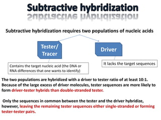 Subtractive hybridization requires two populations of nucleic acids
Tester/
Tracer
Driver
Contains the target nucleic acid (the DNA or
RNA differences that one wants to identify)
It lacks the target sequences
The two populations are hybridized with a driver to tester ratio of at least 10:1.
Because of the large excess of driver molecules, tester sequences are more likely to
form driver-tester hybrids than double-stranded tester.
Only the sequences in common between the tester and the driver hybridize,
however, leaving the remaining tester sequences either single-stranded or forming
tester-tester pairs.
 