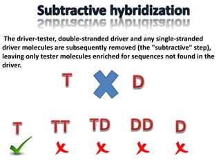 The driver-tester, double-stranded driver and any single-stranded
driver molecules are subsequently removed (the "subtractive" step),
leaving only tester molecules enriched for sequences not found in the
driver.
 