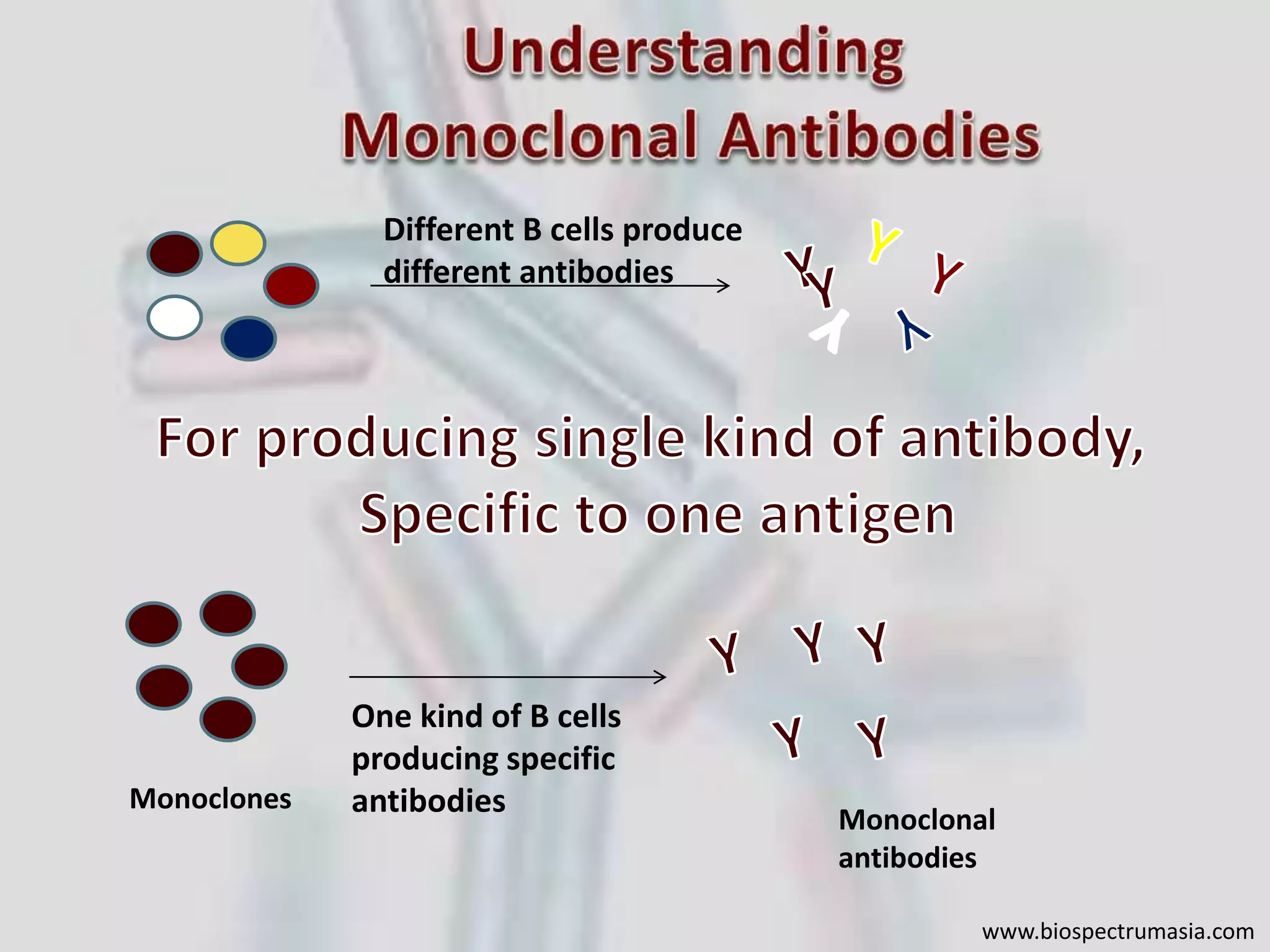 Production of Monoclonal Antibodies and its application : Rituximab | PPTX