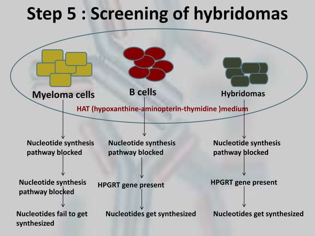 Production of Monoclonal Antibodies and its application : Rituximab - PPTX