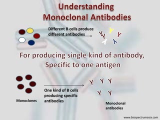 Production of Monoclonal Antibodies and its application : Rituximab | PPTX