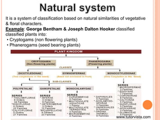 It is a system of classification based on natural similarities of vegetative
& floral characters.
Example: George Bentham & Joseph Dalton Hooker classified
classified plants into:
• Cryptogams (non flowering plants)
• Phanerogams (seed bearing plants)
www.tutorvista.com
 