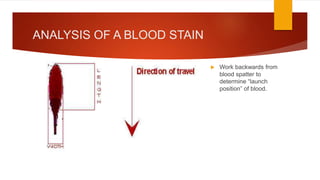 ANALYSIS OF A BLOOD STAIN
 Work backwards from
blood spatter to
determine “launch
position” of blood.
 
