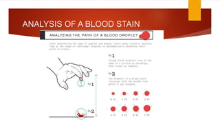 ANALYSIS OF A BLOOD STAIN
 