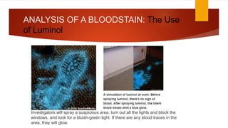 ANALYSIS OF A BLOODSTAIN: The Use
of Luminol
Investigators will spray a suspicious area, turn out all the lights and block the
windows, and look for a bluish-green light. If there are any blood traces in the
area, they will glow.
 