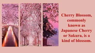 Cherry Blossom,
commonly
known as
Japanese Cherry
or Sakura, is a
kind of blossom.
 