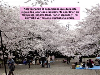 Aprovechando el poco tiempo que dura este regalo, los japoneses rápidamente coordinan su festival de Hanami. Hana, flor en japonés y –mi, del verbo ver, resume el propósito simple. 