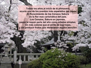 Todos los años,al inicio de la primavera, ocurre uno de los eventos más esperados del Japón .El florecimiento de los Cerez...