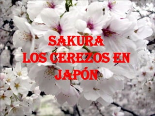 SAKURA Los Cerezos en Japón 