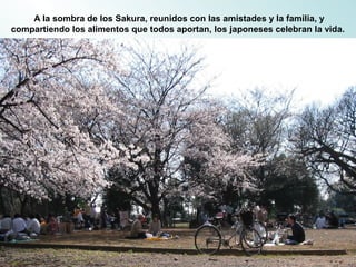 A la sombra de los Sakura, reunidos con las amistades y la familia, y
compartiendo los alimentos que todos aportan, los japoneses celebran la vida.
 