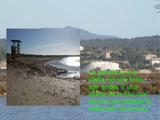 La posidonia a la platja, no son fems, son restes d' una planta de la mar que serveix per protegir la platja dels temporals.  