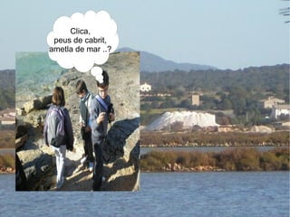 Clica, peus de cabrit, ametla de mar ..? 