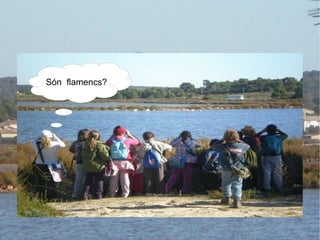 Són  flamencs?  