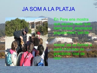 JA SOM A LA PLATJA En Pere ens mostra que aquest reste que hem trobat, anomanat popularment “pet de  monja”,es va formar a partir d'un tros de posidònia “coa de rata”. 