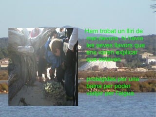 Hem trobat un lliri de mar,devora  hi havia les seves llavors que ens varen explicar que estaven  protegides per una baina per poder viatjar per l'aigua.  