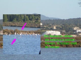 Els flamencs vénen als estanys a passar l'hivern, hi troben molt de menjar. 
