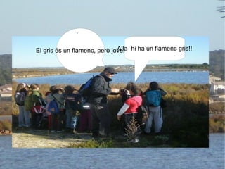 . Alla  hi ha un flamenc gris!! El gris és un flamenc, però jove. 