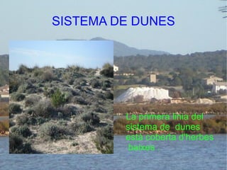 SISTEMA DE DUNES La primera linia del sistema de  dunes està coberta d'herbes  baixes . 